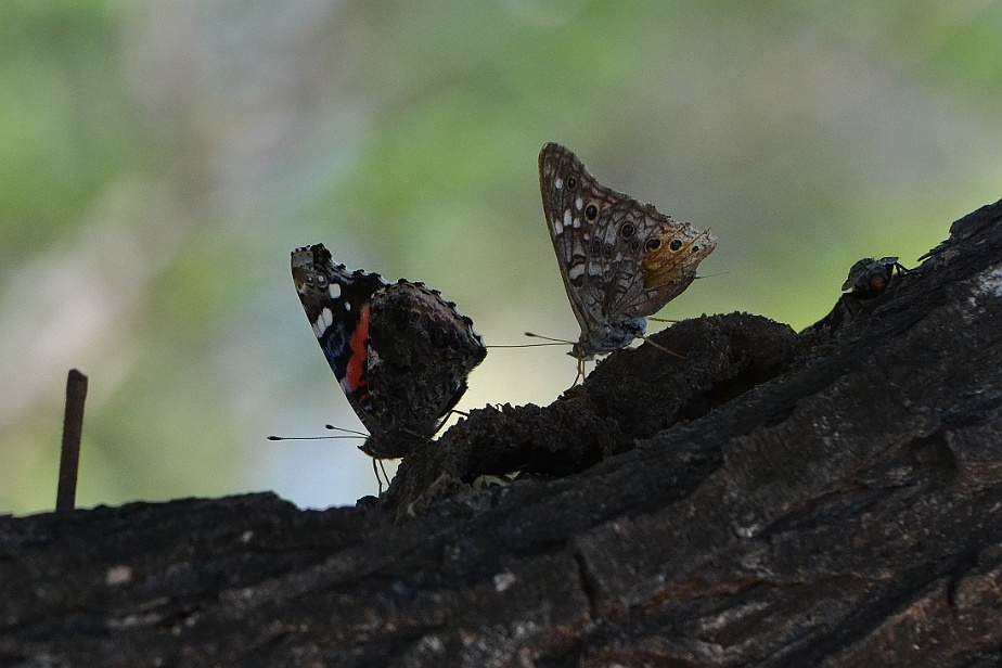 Butterflies, Neals Lodge